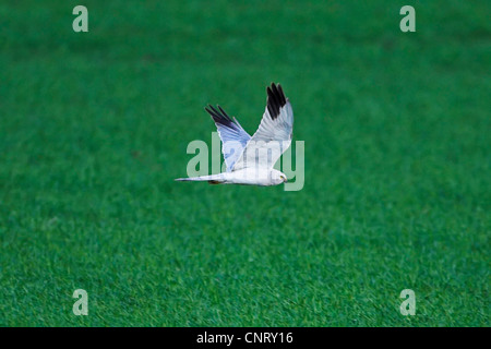 Steppenweihe (Circus Macrourus), fliegen, Deutschland, Rheinland-Pfalz Stockfoto