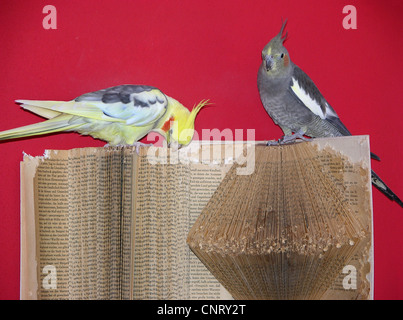 Nymphensittich (Nymphicus Hollandicus), zwei Personen, die ein Buch tattering Stockfoto