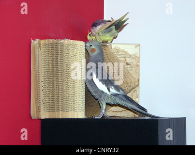 Nymphensittich (Nymphicus Hollandicus), zwei Personen, die ein Buch tattering Stockfoto