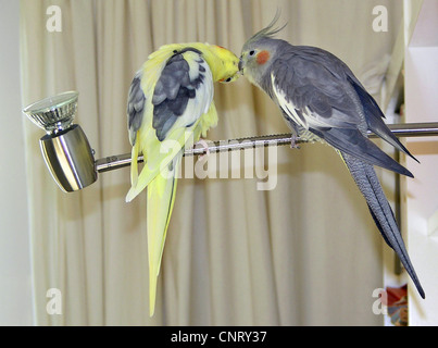 Nymphensittich (Nymphicus Hollandicus), zwei Individuen, die Abrechnung auf eine Lampe Stockfoto