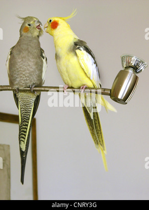 Nymphensittich (Nymphicus Hollandicus), zwei Individuen, die Abrechnung auf eine Lampe Stockfoto