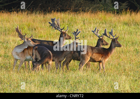 Damhirsch (Dama Dama, Cervus Dama), Gruppe von Hirschen auf einer Wiese, Schweden Stockfoto