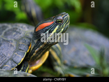 rot-Schmuckschildkröte Schildkröte, rot-eared Slider (Pseudemys Scripta Elegans, ist Scripta Elegans, Chrysemys Scripta Elegans) in einem Terrarium Stockfoto