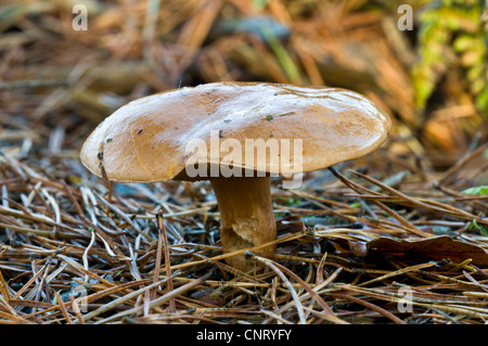 Eine bovine Bolete (Suillus Bovinus) Pilze wachsen unter den gefallenen Tannennadeln in dichten Wäldern Brede, West Sussex. November. Stockfoto