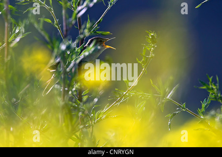 Marsh Warbler (Acrocephalus Palustris), sitzt in der Vegetation, singen, Deutschland, Rheinland-Pfalz Stockfoto