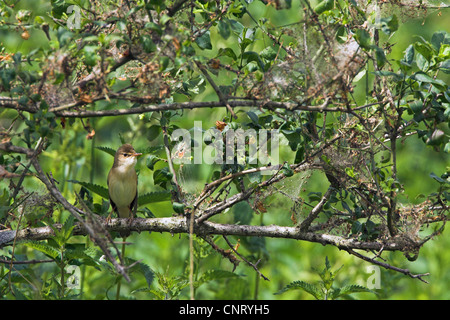 Marsh Warbler (Acrocephalus Palustris), auf einem Ast eines Baumes, Deutschland, Rheinland-Pfalz Stockfoto