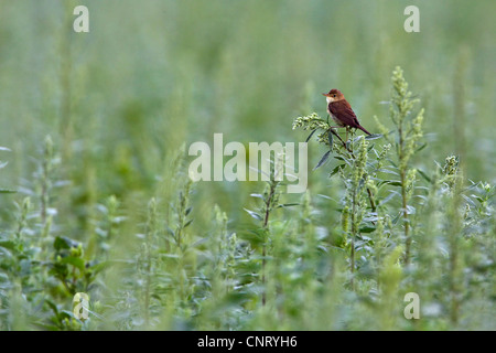 Marsh Warbler (Acrocephalus Palustris), sitzt auf seiner Suche, Deutschland, Rheinland-Pfalz Stockfoto