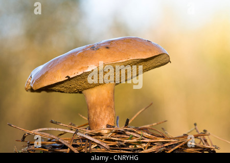 Eine bovine Bolete (Suillus Bovinus) Pilze wachsen unter den gefallenen Tannennadeln in dichten Wäldern Brede, West Sussex. November. Stockfoto