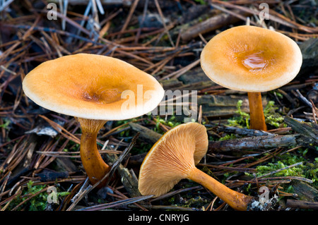Falscher Pfifferling (Hygrophoropsis Aurantiaca) Pilze wachsen unter den gefallenen Tannennadeln in Brede dichten Wäldern. Stockfoto