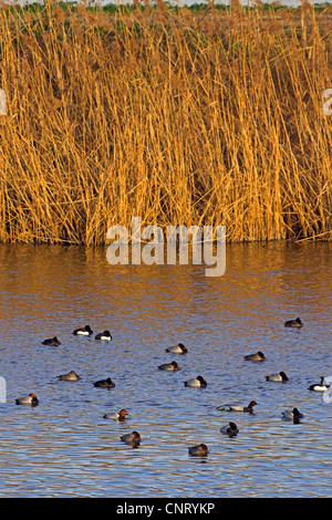 gemeinsamen Tafelenten (Aythya 40-jähriger), Gruppe Schwimmen mit Tufted Ducks (Aythya Fuligula) auf einem Teich, Deutschland, Rheinland-Pfalz Stockfoto