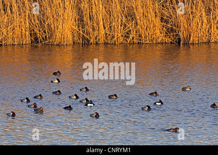 gemeinsamen Tafelenten (Aythya 40-jähriger), Gruppe Schwimmen mit Tufted Ducks (Aythya Fuligula) auf einem Teich, Deutschland, Rheinland-Pfalz Stockfoto