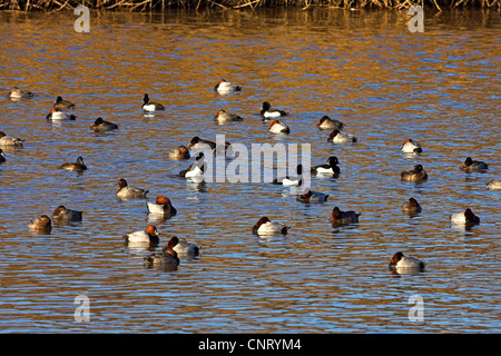 gemeinsamen Tafelenten (Aythya 40-jähriger), Gruppe Schwimmen mit Tufted Ducks (Aythya Fuligula) auf einem Teich, Deutschland, Rheinland-Pfalz Stockfoto