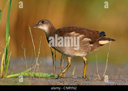 Teichhuhn (Gallinula Chloropus), Nahrungssuche, Deutschland, Rheinland-Pfalz Stockfoto