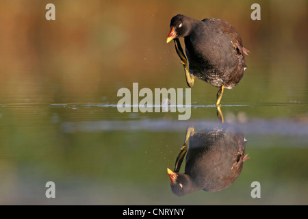 Teichhuhn (Gallinula Chloropus), stehend im Wasser, kratzen den Hals, Deutschland, Rheinland-Pfalz Stockfoto