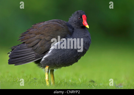 Teichhuhn (Gallinula Chloropus), Erwachsene stehen auf dem Rasen, Deutschland, Baden-Württemberg Stockfoto