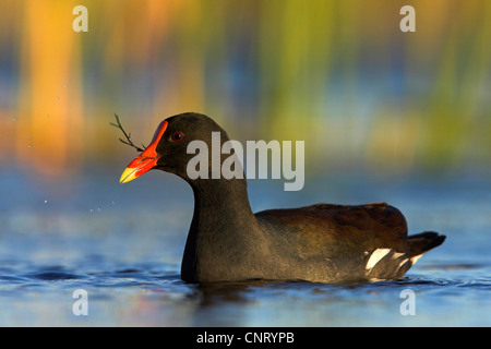 Teichhuhn (Gallinula Chloropus), Fütterung im Wasser, USA, Florida Stockfoto