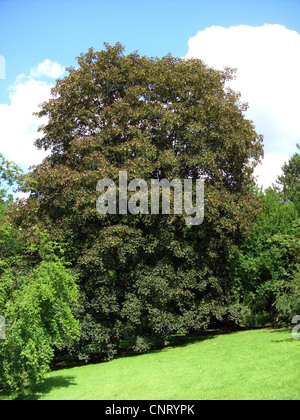 Bergahorn, große Ahorn (Acer Pseudoplatanus 'Atropurpureum', Acer Pseudoplatanus Atropurpureum), in einem Park, Deutschland Stockfoto