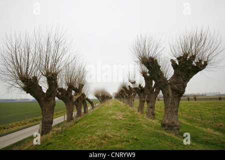 zwei Baumreihen verfing, Niederlande, Zeeland, Sluis Stockfoto