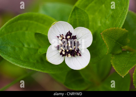 Zwerg, Kornelkirsche, Hartriegel (Cornus Suecica), Blütenstand mit weißen Hochblättern, Norwegen Stockfoto