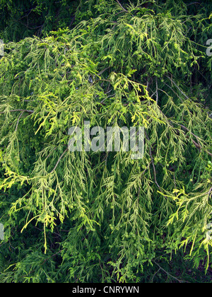 Sawara-Falsecypress (Chamaecyparis Pisifera 'Filifera Aurea', Chamaecyparis Pisifera Filifera Aurea, Chamaecyparis Pisifera), Sorte Filifera Aurea Stockfoto