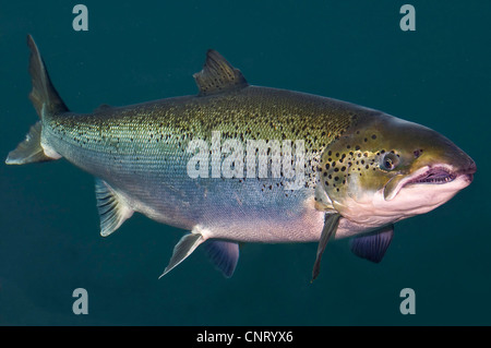 Atlantischer Lachs, Ouananiche, See Atlantischen Lachs, Binnenland Lachs, Sebago Lachs (Salmo salar), Schwimmen Stockfoto