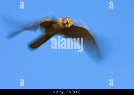 Turmfalken (Falco Tinnunculus), Turmfalken im Flug schwebt, Deutschland, Rheinland-Pfalz Stockfoto