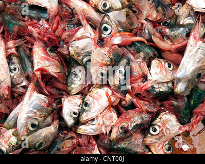 Viele Köpfe von Sardinen auf einem Haufen als häufige Szene in Fischmärkte. Stockfoto