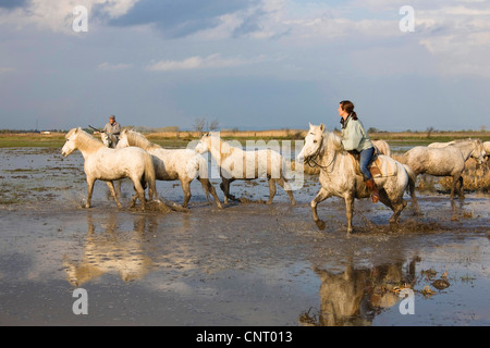 Camargue-Pferd (Equus Przewalskii F. Caballus), zwei Fahrer mit Herde von Pferden im Wasser, Frankreich, Camargue Stockfoto