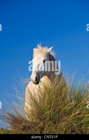 Camargue-Pferd (Equus Przewalskii F. Caballus), Weiden auf Düne, Frankreich, Camargue Stockfoto