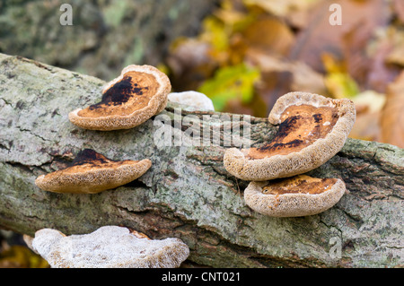 Errötende Halterung (Daedaleopsis Confragosa) Pilze wachsen auf Totholz in dichten Wäldern Brede, West Sussex. Stockfoto