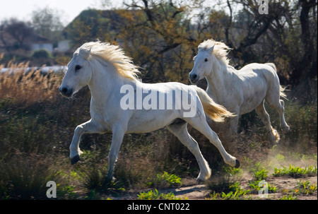 Camargue-Pferd (Equus Przewalskii F. Caballus), zwei Pferde galoppierend, Frankreich, Camargue Stockfoto