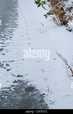 graue Reiher (Ardea Cinerea), Spuren im Schnee am Ufer von einem gefrorenen Bach, Deutschland Stockfoto