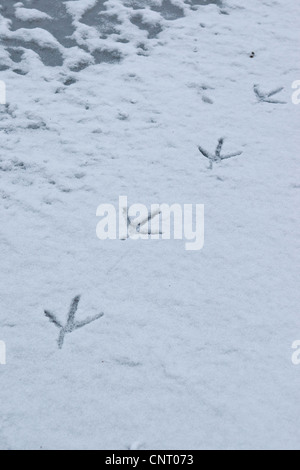 graue Reiher (Ardea Cinerea), Spuren im Schnee am Ufer von einem gefrorenen Bach, Deutschland Stockfoto