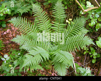 Goldenen Schild Farn (Dryopteris Affinis), einzelne Individuum, Deutschland, Nordrhein-Westfalen Stockfoto