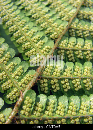 Goldenen Schild Farn (Dryopteris Affinis), unteren Seite der Wedel mit Sporangien, Deutschland, Nordrhein-Westfalen Stockfoto