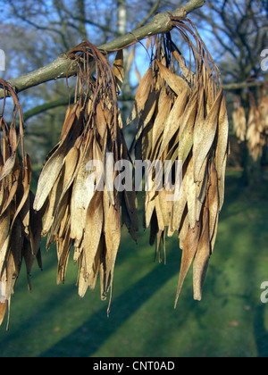 gemeine Esche, europäischer Esche (Fraxinus Excelsior), Früchte im Winter, Deutschland Stockfoto