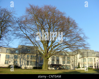 Blutbuche (Fagus Sylvatica var. Purpurea, Fagus Sylvatica 'Atropunicea', Fagus Sylvatica Atropunicea), einziger Baum in einem Park im Winter Stockfoto