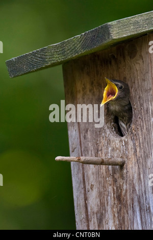 gemeinsamen Star (Sturnus Vulgaris), betteln Küken im Nistkasten, Deutschland Stockfoto