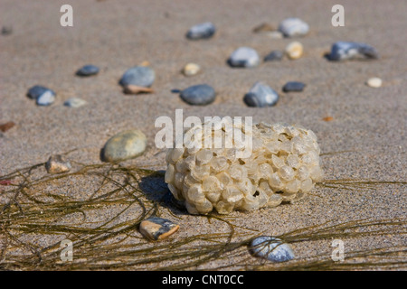 gemeinsamen Wellhornschnecke, essbare europäischen Wellhornschnecke, gewellten Wellhornschnecke, Buckie, gemeinsame nördlichen Wellhornschnecke (Buccinum Undatum), Ei Ball am Strand, Deutschland Stockfoto