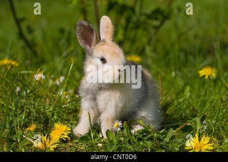 Zwerg Kaninchen (Oryctolagus Cuniculus F. Domestica), auf einer Wiese mit Löwenzahn und Rasen Daisy im Frühjahr, Deutschland Stockfoto