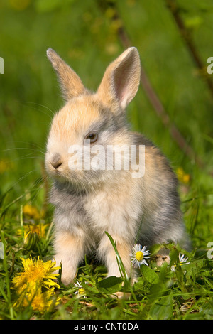 Zwerg Kaninchen (Oryctolagus Cuniculus F. Domestica), auf einer Wiese mit Löwenzahn und Rasen Daisy im Frühjahr, Deutschland Stockfoto