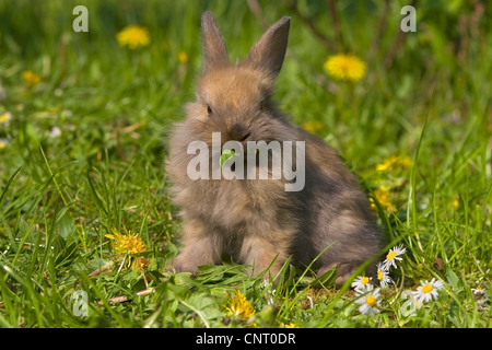 Zwerg-Kaninchen (Oryctolagus Cuniculus F. Domestica), Fütterung auf Löwenzahn auf einer Wiese im Frühjahr, Deutschland Stockfoto