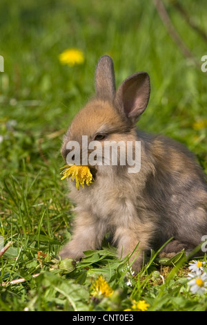 Zwerg-Kaninchen (Oryctolagus Cuniculus F. Domestica), Fütterung eine Löwenzahn Blüte auf einer Wiese im Frühjahr, Deutschland Stockfoto