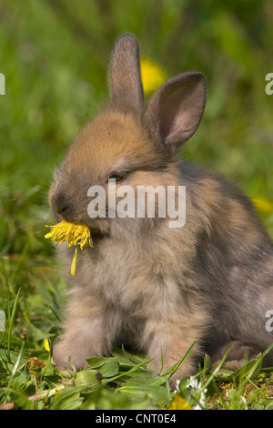 Zwerg-Kaninchen (Oryctolagus Cuniculus F. Domestica), Fütterung eine Löwenzahn Blüte auf einer Wiese im Frühjahr, Deutschland Stockfoto