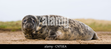 Eine Jugendlichen Kegelrobben (Halichoerus Grypus) Ruhe am Strand bei Donna Nook, Lincolnshire. November. Stockfoto