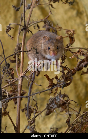 Alten Welt Zwergmaus (Micromys Minutus), klettert auf Strauch Stockfoto