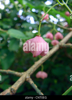 laufenden Erdbeere-Bush (Euonymus Maackii, Euonymus Hamiltonianus SSP. Maackii), Obst Stockfoto