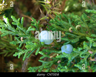 Chinesischer Wacholder (Juniperus Chinensis), Zweig mit Samen Stockfoto