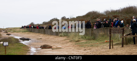 Ein anstrengenden Tag bei Donna Nook seal Kolonie mit Besuchern, die am Zaun entlang. Donna Nook, Lincolnshire. November. Stockfoto