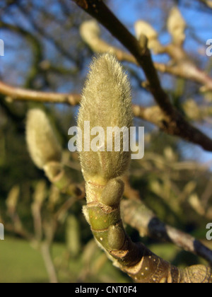 Untertasse Magnolie (Magnolia X soulangiana, Magnolia Soulangiana, X soulangeana Magnolia, Magnolia Soulangeana), Blütenknospe Stockfoto